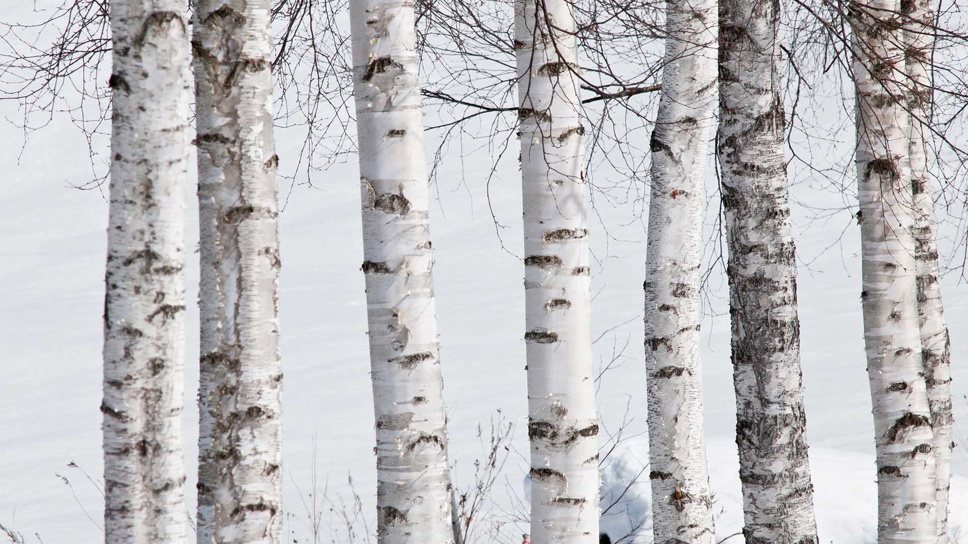 Весеннее небо. Белая береза картинка. Картинка березы и голубое небо с облаками. " : автор: смирнова с. Снежные деревья.